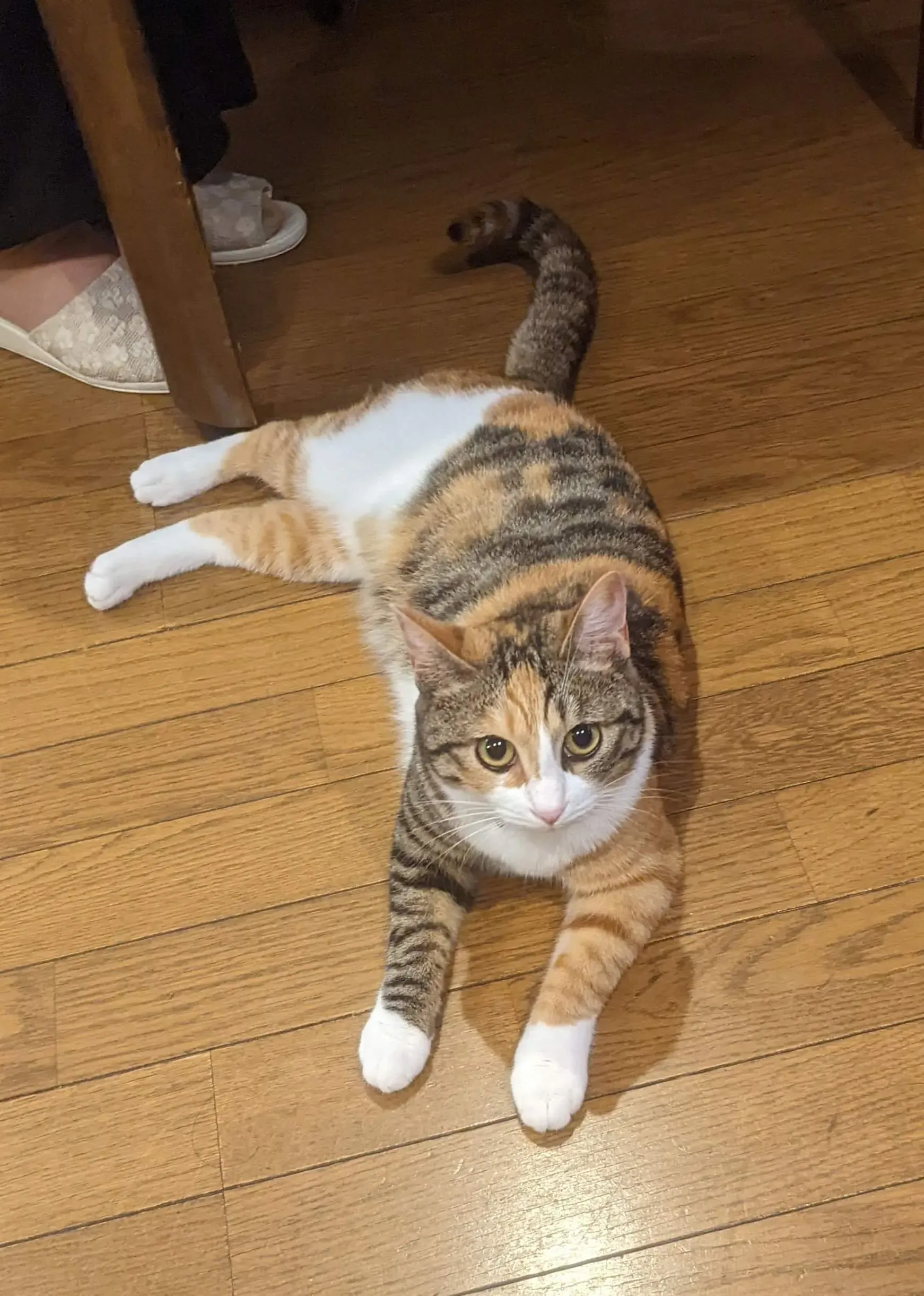 ねこ写真